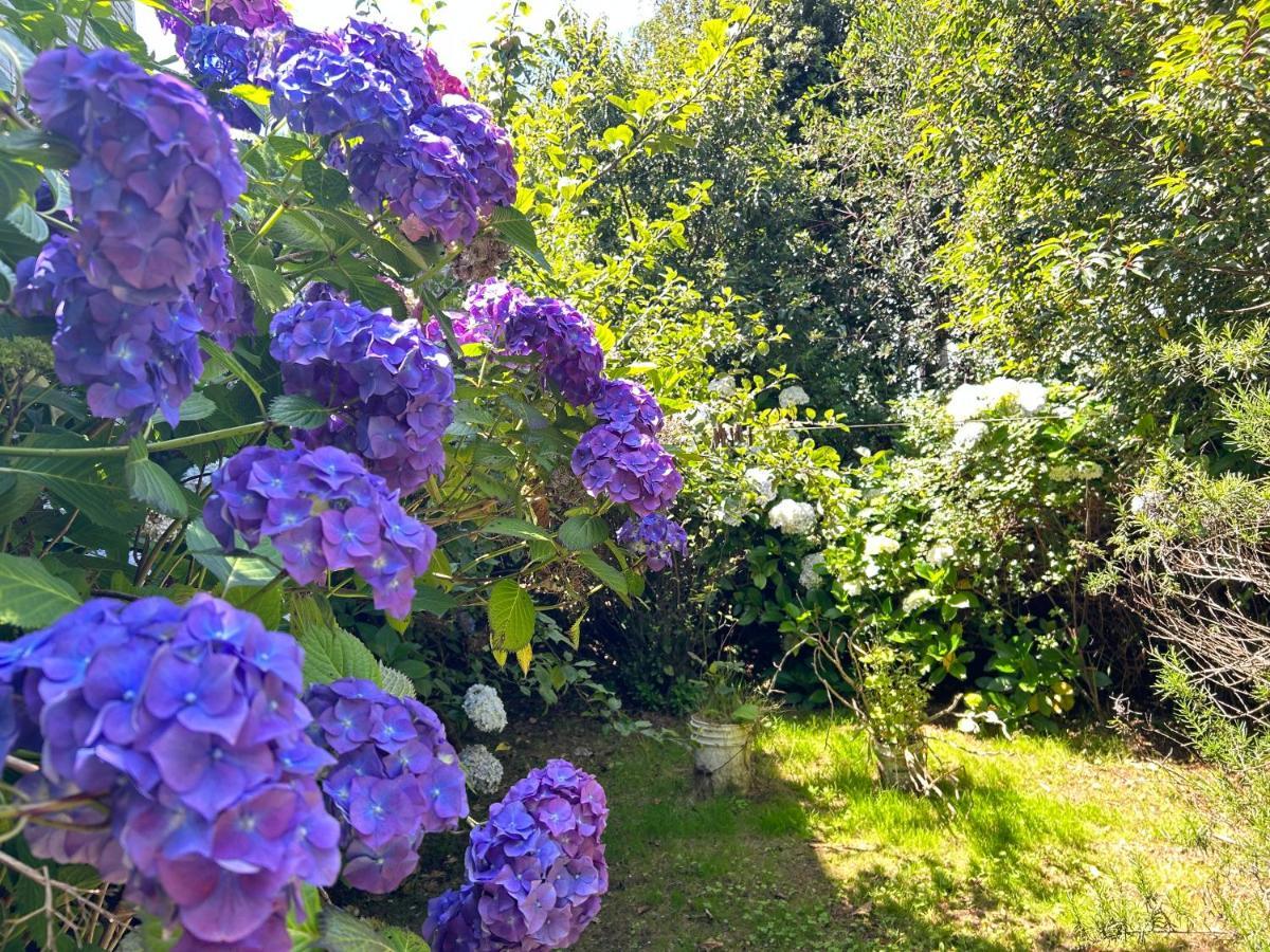 Purple Fox Hotell Ancud Eksteriør bilde